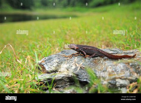 Himalaya Newt Tylototriton Verrucosus Fotos Und Bildmaterial In Hoher