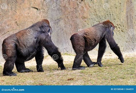 Male Following Female Lowland Gorilla Stock Photo Image Of Following