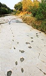 Palin Yes I Have Seen Images Of Dinosaur Fossils With Human Footprints In Them Democratic
