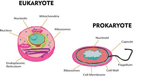 How Does DNA Differ In A Eukaryotic And Prokaryotic Cell