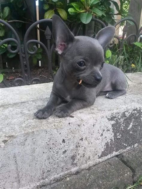 Slovenië Grey Chihuahua Cute Baby Animals Cute Chihuahua Chihuahua