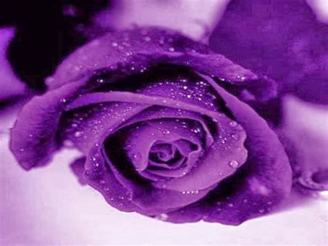Download Purple Rose Wallpaper Hd Early By Kroach Purple Rose