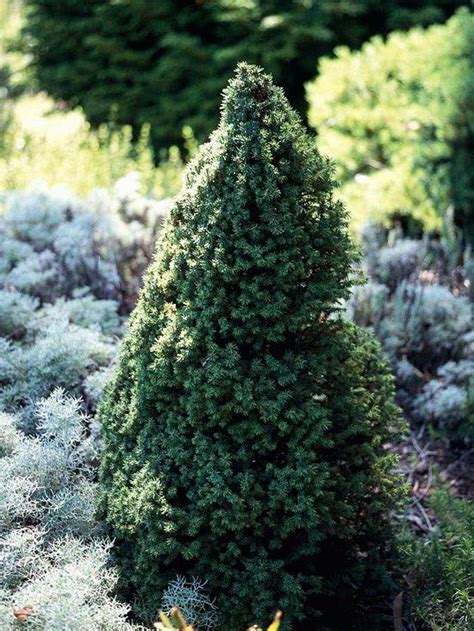 The Best Conifers For Your Yard Dwarf Alberta Spruce Alberta Spruce
