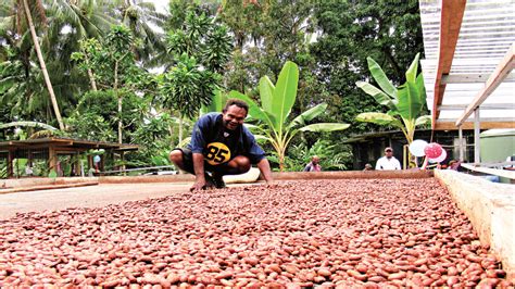 Cocoa Board Helps Farmers With Solar Fermentary Post Courier
