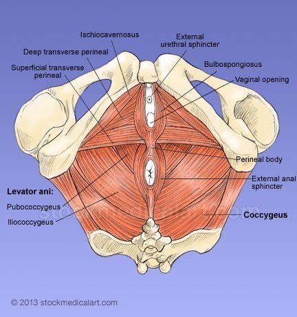 It is formed from three muscle components: What's the score with the pelvic floor? - Katie Bell Physio