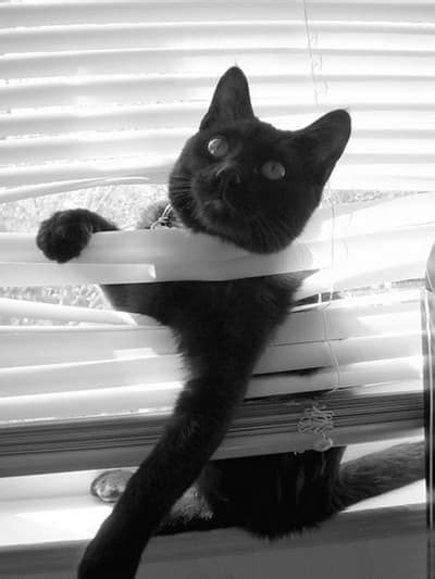 In fact, there are thousands of youtube videos that prove it! How to Keep Cats from Breaking Blinds - The Finishing Touch