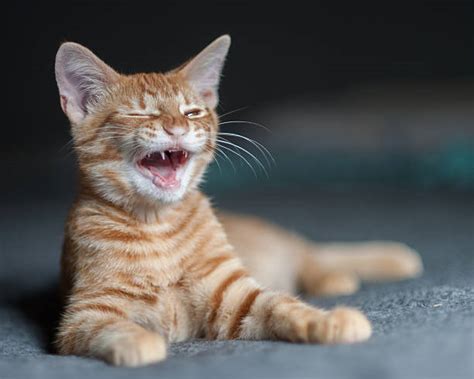 Laughing Cat Stock Photos Pictures And Royalty Free Images Istock