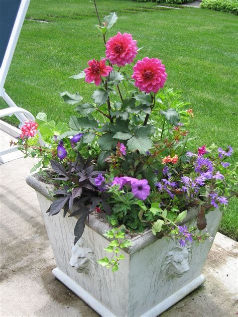 51 Best Images About Full Sun Containers On Pinterest