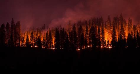 Orman yangınları ve iklim değişikliği Gelecek nasıl olacak Fieldz