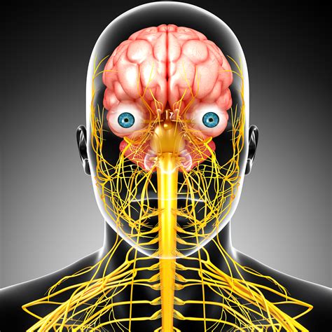 List Images The Nervous System Of The Human Organism Is Most Like
