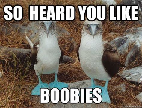 Boob Memes Funny Big Boobs Pics