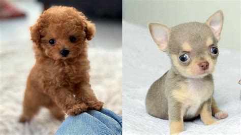 12 Teacup Dog Breeds That Can Fit In Your Pocket