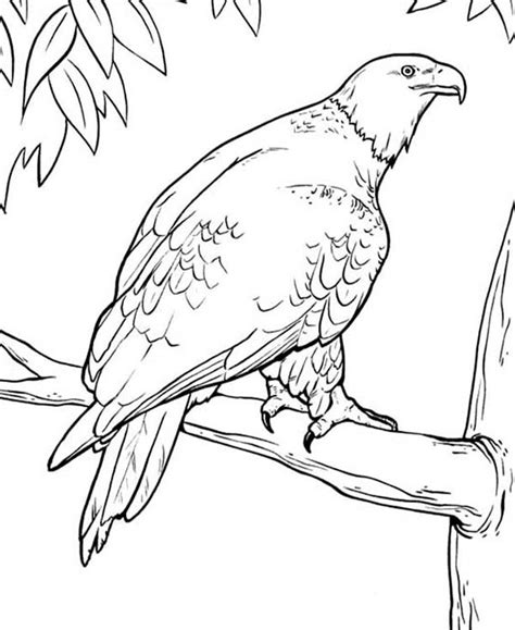 Get crafts, coloring pages, lessons, and more! Bald Eagle in the Zoo Coloring Page - NetArt