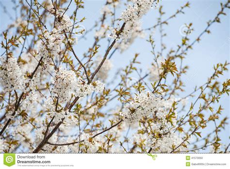 Cherry Blossom Tree Abstract Stock Photo Image Of Fruit Floral 41570050