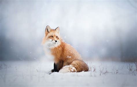 Fox In The Snow Wallpapers Wallpaper Cave