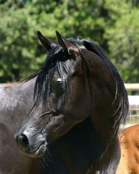 Black Arabian Horse Black Arabian Horse Arabian Horse Horses