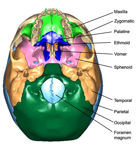 Le Ossa Del Cranio Anatomia Umana E Fisiologia Lab Bsb 141 Chad