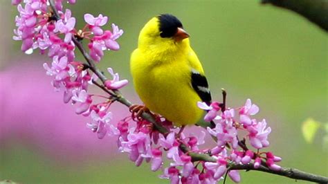 48 Free Wallpaper Birds And Blooms