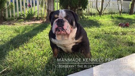 We use a puppy nanny that will fly with your puppy to meet at a major airport included in price. RARE ENGLISH BULLDOG BLUE TRI LILAC TRI; ENGLISH BULLDOG ...