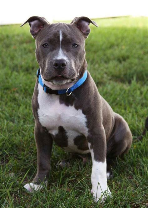 The blue nosed dogs will often have a muted color along the nose that looks gray. 7cb51163abb20f59ce3d395765353e63.jpg (685×960) | Pitbull ...