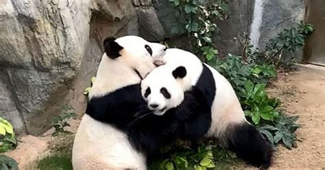 Bedroom Privacy Please Pandas Finallymay Mate In 10 Years Thanks To