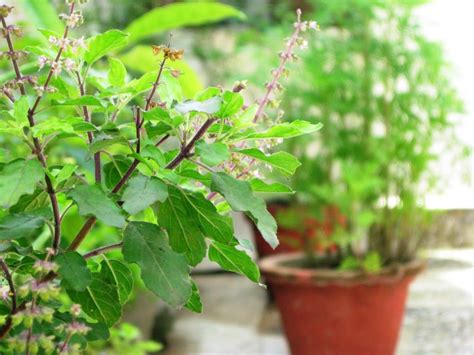 Tulsi Plant Wallpapers Wallpaper Cave