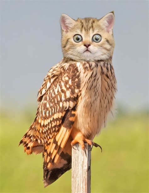 68 Unusual Cat And Bird Hybrids Bred In Photoshop Add Yours