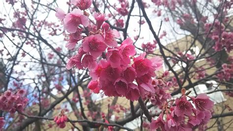 Unique Color Of Japanese Sakura Beautiful Cherry Blossom Trees Tell