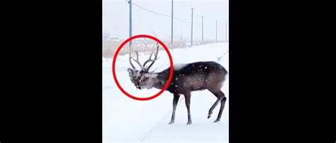 Deer Carries The Decapitated Head Of Another Deer In Its Antlers In Wild Video The Daily Caller