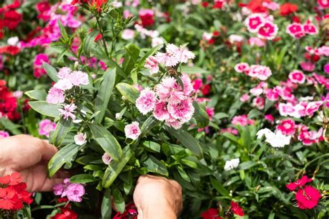 Common Carnation Plant Damaging Pests Symptoms Treatment Prevention And Management