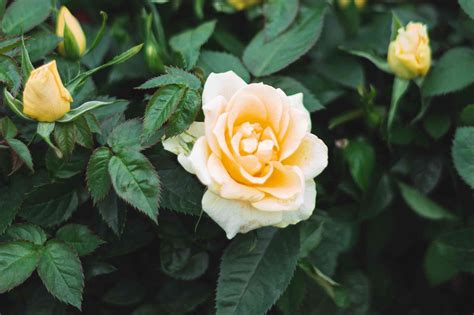 Miniature Roses Plant Care And Growing Guide