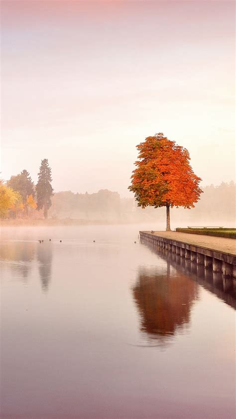 Trees-autumn-nature-landscape-iPhone-Wallpaper HD - iPhone Wallpaper HD