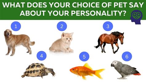 How Do Dogs Choose Their Favourite Person