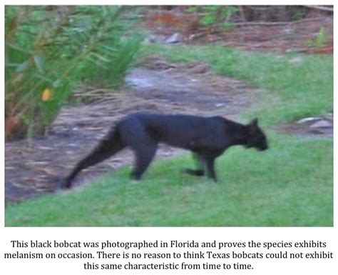 The siberian can reach up to 26 pounds, while the maine coon is known more for fluff and the length of his long, poofy tail. Texas Cryptid Hunter: More Texas Black Panthers and Other ...