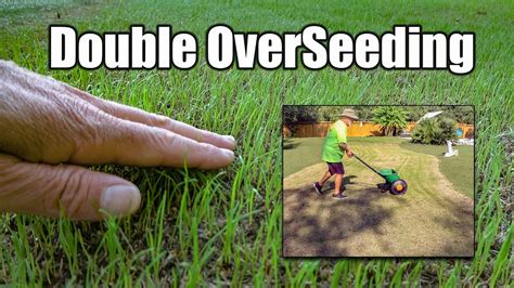 For success with overseeding your lawn, follow this basic guide: Fall Lawn Overseeding - YouTube