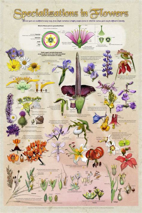 Try out picturethis app on your phone and identify more than 10000 plant species! flower identification for florists poster - Google Search ...