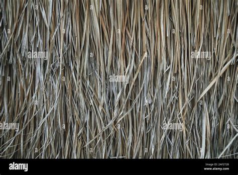 Thatched Roof Hay Or Dry Grass Background Grass Hay Roof Texture