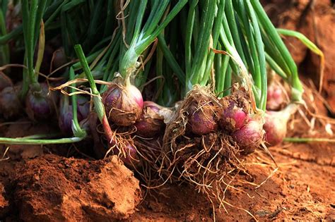 When And How To Harvest Shallots Gardeners Path