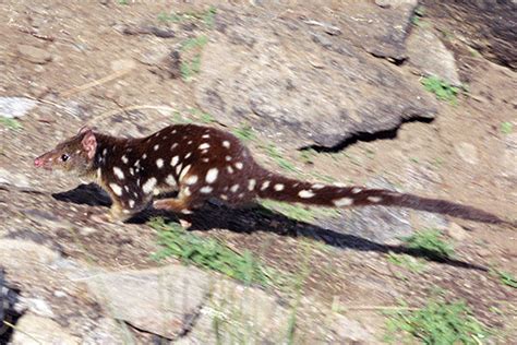 Spotted Tailed Quoll Dasyurus Maculatus Environment Planning And