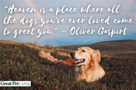33 Loss Of A Dog Quotes For Grieving And Healing Great Pet Living