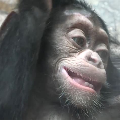 Omg Look At Baby Chimp Teeth Same Like A Kid So Lovely Baby