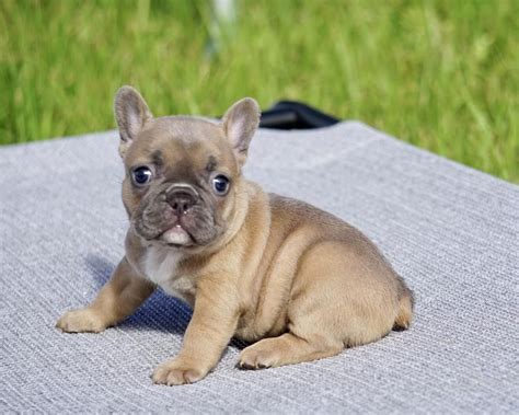 Maybe you would like to learn more about one of these? Cheap French Bulldog Puppies Under 500 Wisconsin - Pets Lovers