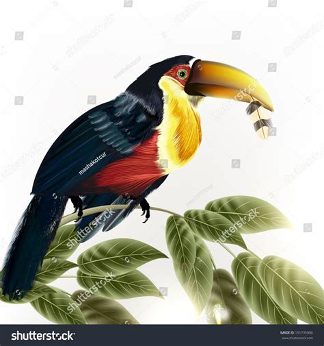 Illustration Toucan Sit On Branch Isolated Stock Vector Royalty Free