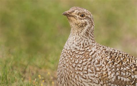 Columbian Sharp Tailed Grouse Tympanuchus Phasianellus Co Flickr