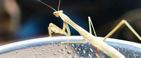 How To Set Up A Praying Mantis Enclosure 7 Easy Steps Checklist