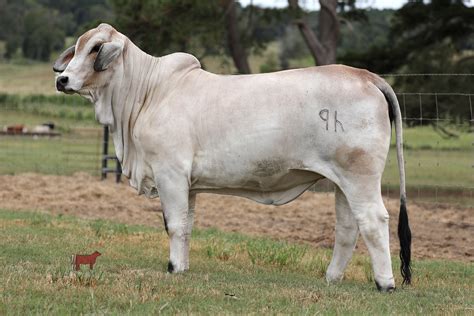 Lot 1 Pcc New Polled Dream Maker 18702 Cattle In Motion Cattle
