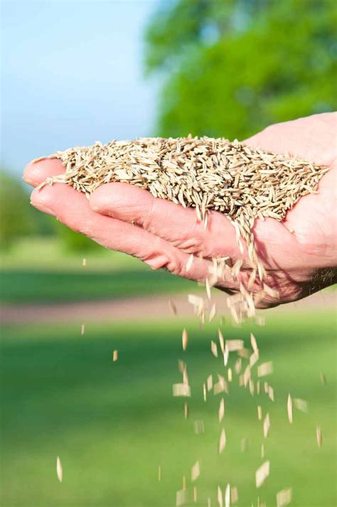 Successful results require a little planning details: Overseeding: A Key to Beautiful Lawns
