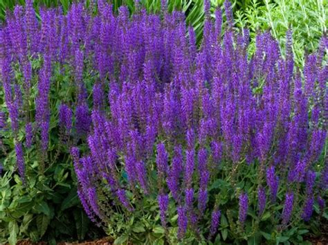 The perennials listed in table 1 were specifically chosen because they require low or moderate amounts of water. 5 Best Perennial Flowers for Colorado