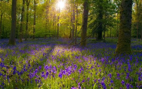 Forest Purple Flowers Sunlight Trees Wallpaper Nature And