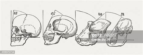 Human And Ape Skulls Published In 1884 High Res Vector Graphic Getty